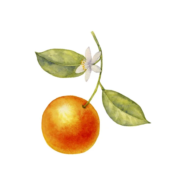 Акварельний малюнок гілки апельсинового дерева — стокове фото