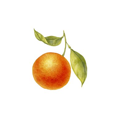 Portakal ağacının suluboya dalı