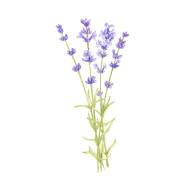 Yabani bitki ve çiçeklerle dolu bir buket.