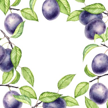 suluboya erik dalları çiziyor