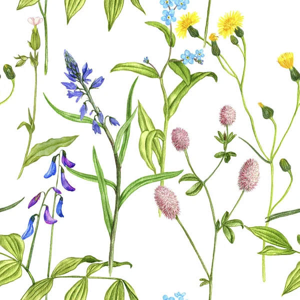 Vahşi bitkiler ve çiçeklerle kusursuz desen — Stok fotoğraf