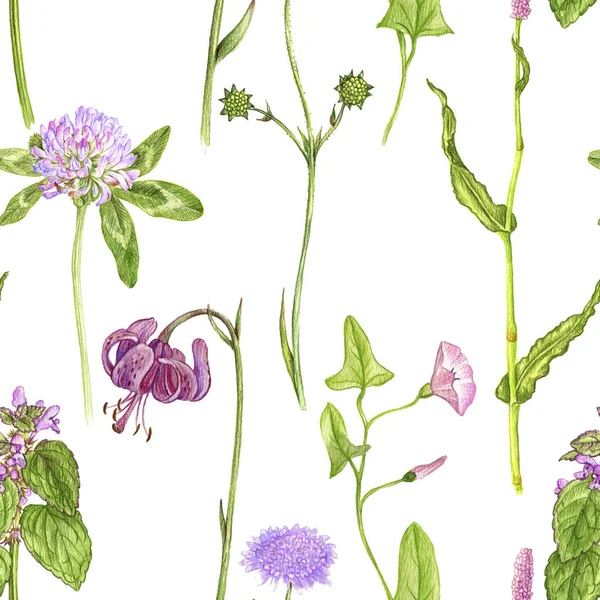 Nahtloses Muster mit Wildpflanzen und Blumen — Stockfoto