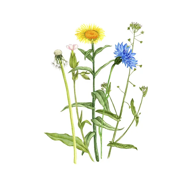Strauß mit Wildpflanzen und Blumen — Stockfoto