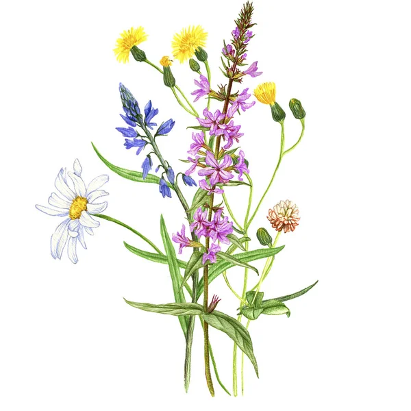 야생 식물 과 꽃들 과 꽃다발 — 스톡 사진