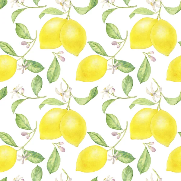 Aquarell Zeichnung Zweig der Zitrone — Stockfoto