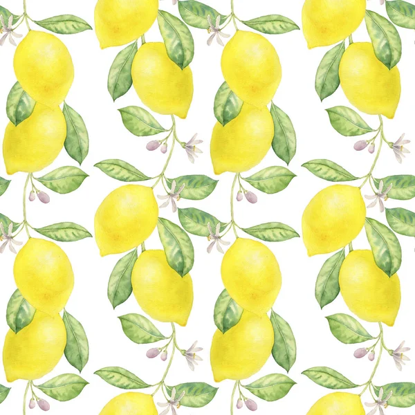 Aquarel tekening tak van citroen — Stockfoto