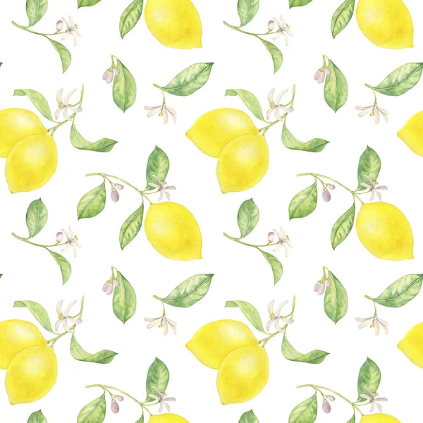 Aquarell Zeichnung Zweig der Zitrone — Stockfoto