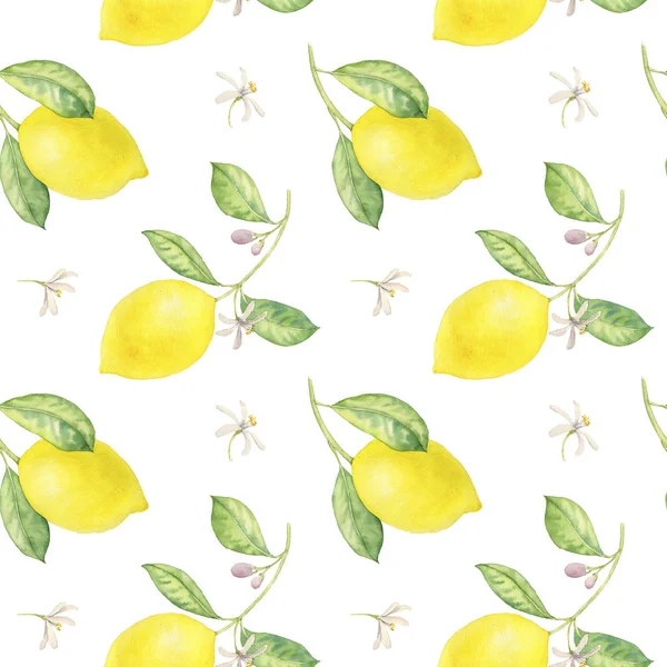 Aquarel tekening tak van citroen — Stockfoto