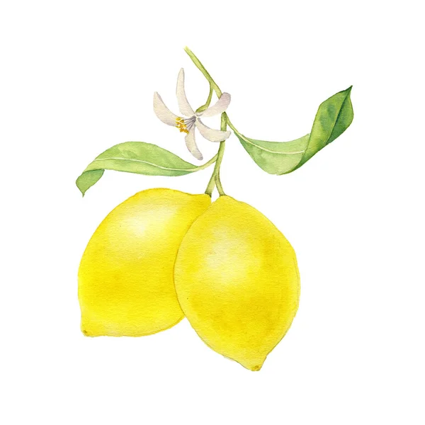 Watercolor drawing branch of lemon — Stock Photo, Image
