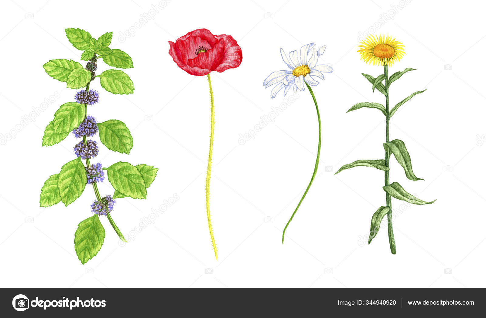 TITLE图库插图© 作者cat_arch_angel #344940920, image size:1600x1048