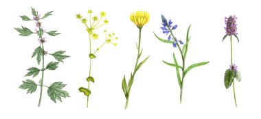 yabani bitkiler ve çiçekler, renkli kalemlerle çiziyorlar.