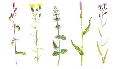 yabani bitkiler ve çiçekler, renkli kalemlerle çiziyorlar.