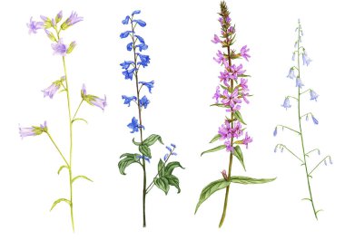 yabani bitkiler ve çiçekler, renkli kalemlerle çiziyorlar.