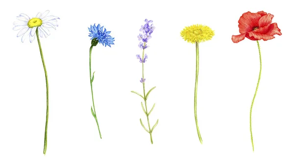 Plantas e flores silvestres, desenhando por lápis de cor — Fotografia de Stock