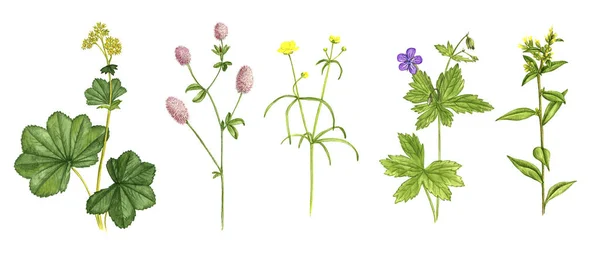 Yabani bitkiler ve çiçekler, renkli kalemlerle çiziyorlar. — Stok fotoğraf