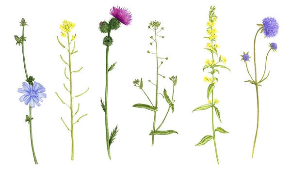 Plantas silvestres y flores, dibujo a lápices de color —  Fotos de Stock