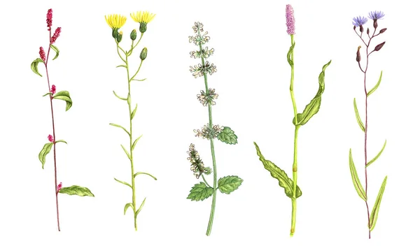 野生の植物や花を色鉛筆で描き — ストック写真