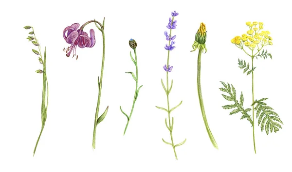 Tanaman liar dan bunga, gambar dengan pensil warna — Stok Foto