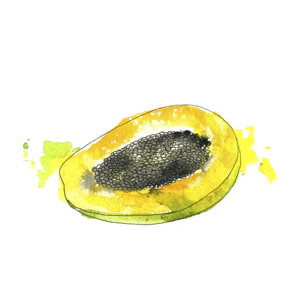 Aquarell-Zeichnung Papaya — Stockfoto