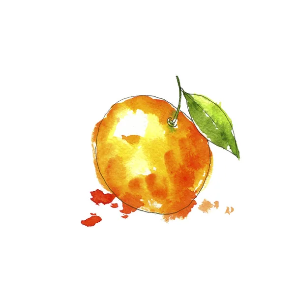 Aquarelle dessinant mandarine orange — Photo