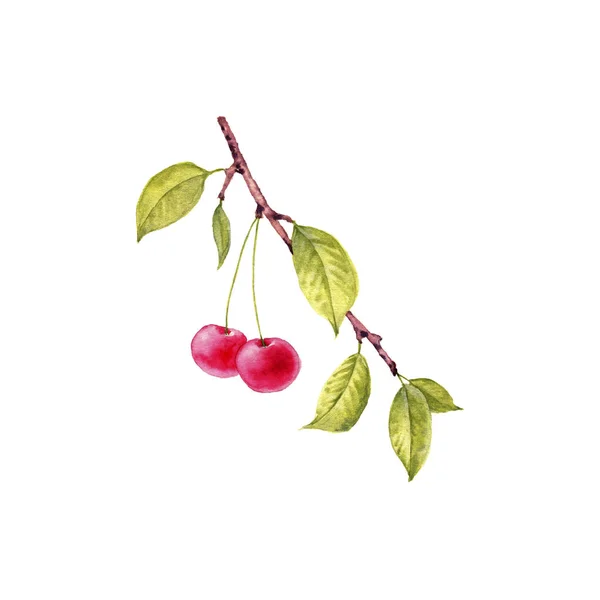Akvarell ritning gren av körsbär träd — Stockfoto