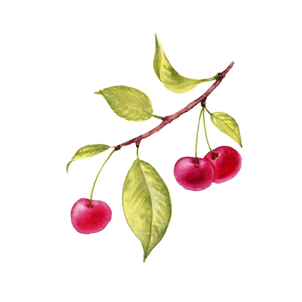 Acquerello disegno ramo di ciliegio — Foto Stock