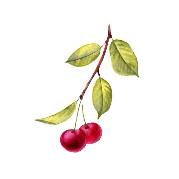 Акварельный рисунок ветви вишни — стоковое фото