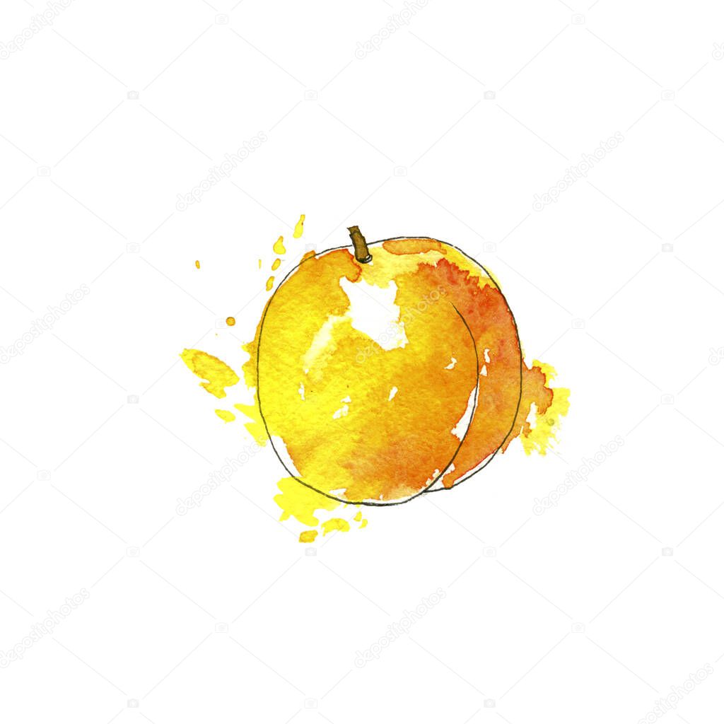 watercolor drawing apricot