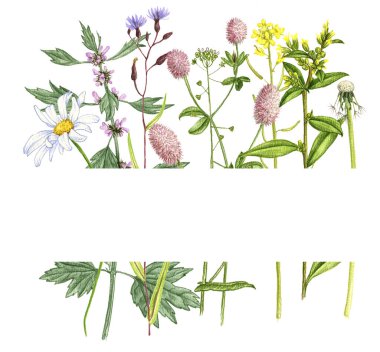 Vahşi bitkiler ve çiçeklerle dolu bir arka plan