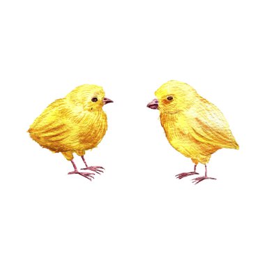 Küçük şirin sarı tavuk bebekler suluboya çiziyorlar.