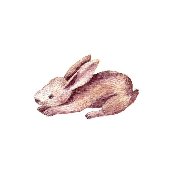 Cute rabbit drawing in watercolor — Stock Photo, Image