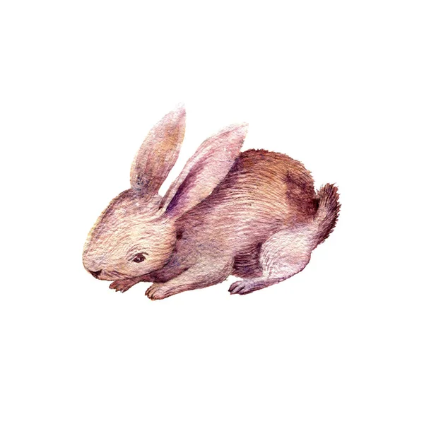 Cute rabbit drawing in watercolor — Stock Photo, Image