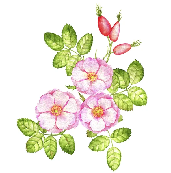 Watercolor drawing dog-rose flowers — Stock Photo, Image