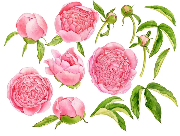 Aquarel tekening roze pioenroos bloemen — Stockfoto