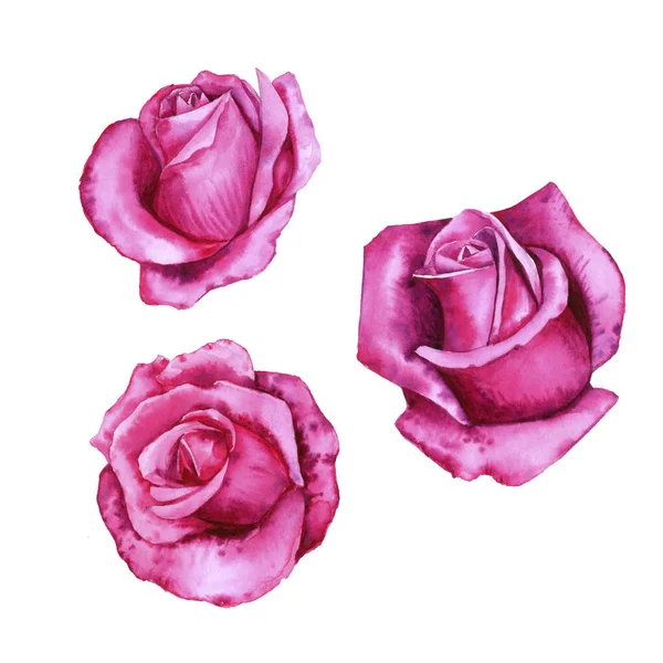 Акварельний малюнок квітів троянди — стокове фото