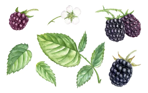 Watercolor drawing branch of blackberry — Stock Photo, Image
