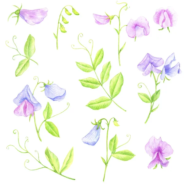Watercoor desenho de ervilhas doces — Fotografia de Stock