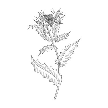 vektör çizimi kutsal devedikeni