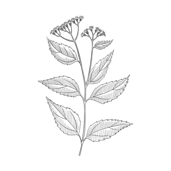 Disegno vettoriale snakeroot bianco — Vettoriale Stock