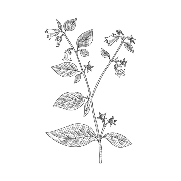 Vektorová kresba belladonna — Stockový vektor