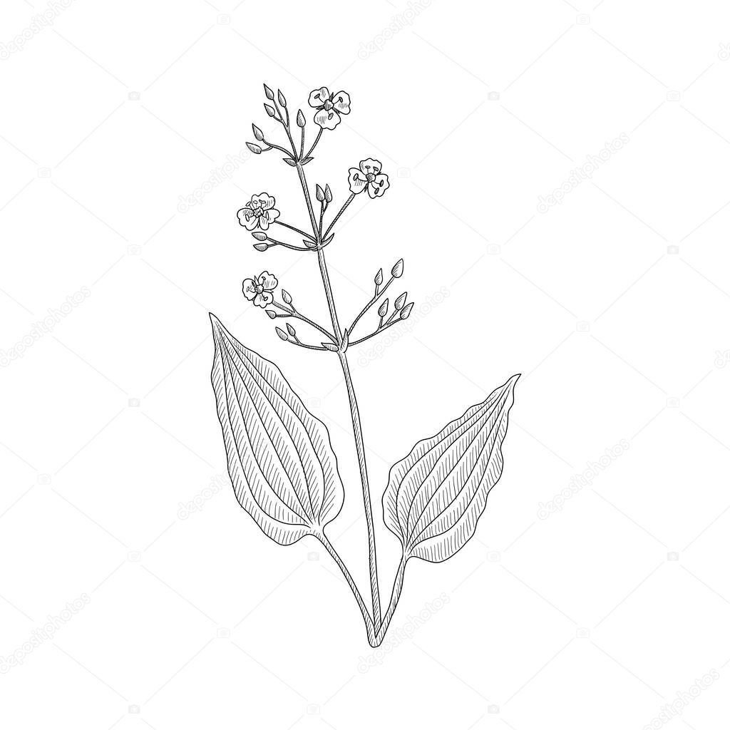 vector drawing water plantain