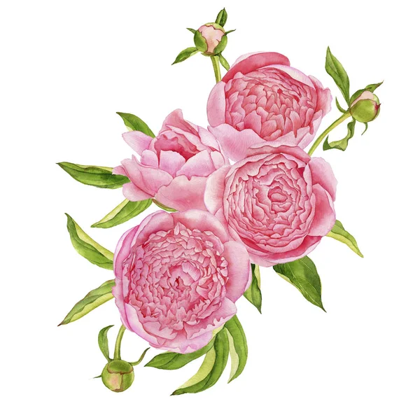 Акварельний малюнок рожеві півонійні квіти — стокове фото