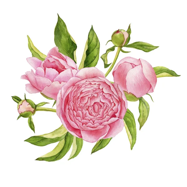 Aquarel tekening roze pioenroos bloemen — Stockfoto