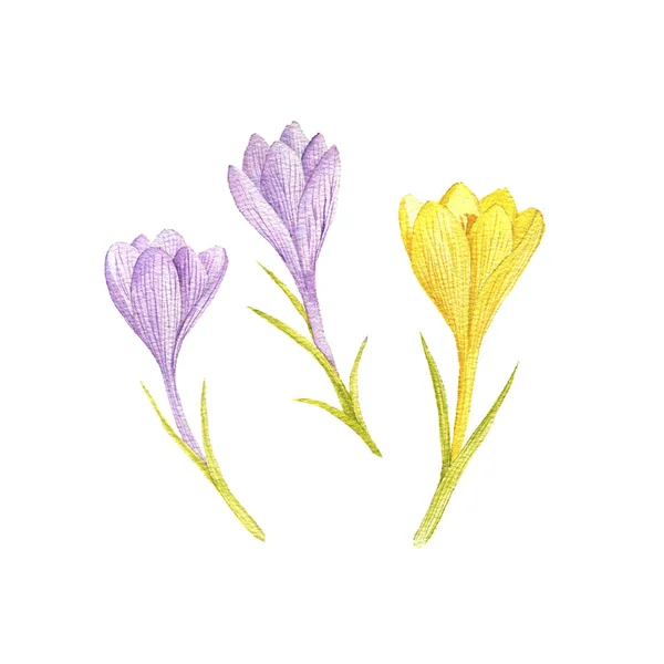 Krokus kwiaty rysunek przez akwarela — Zdjęcie stockowe