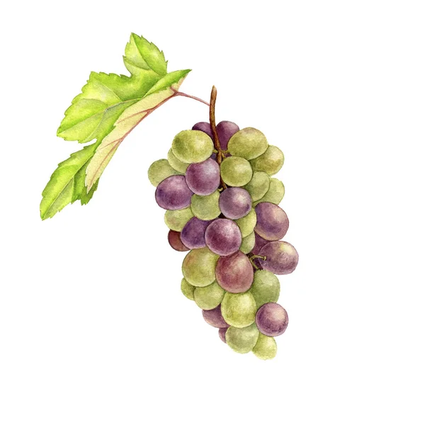 Zielony rysunek winogrona w akwareli — Zdjęcie stockowe