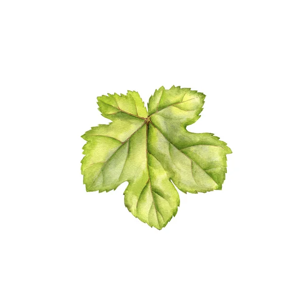 Zielony liść winogron rysunek w akwareli — Zdjęcie stockowe