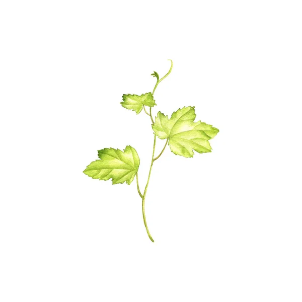 Grüne Traubensprosszeichnung in Aquarell — Stockfoto