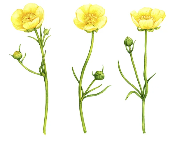 Ακουαρέλα σχέδιο λιβάδι βουτυρόκουπα λουλούδια — Φωτογραφία Αρχείου