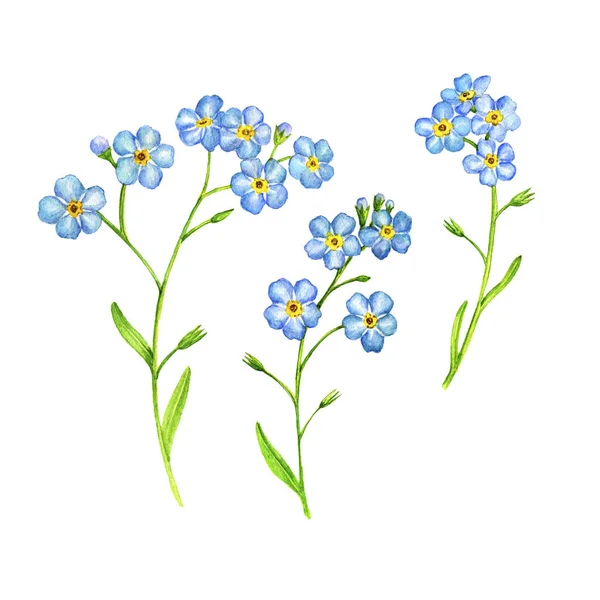 Aquarellzeichnung Vergissmeinnicht-Blumen — Stockfoto