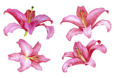 suluboya pembe zambak çiçekleri çiziyor